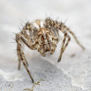 araÑa copia