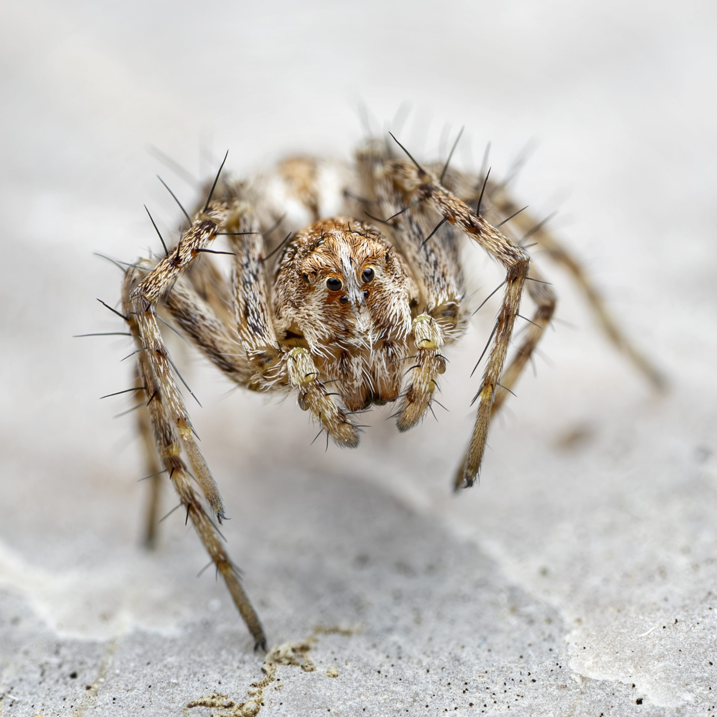 araÑa copia