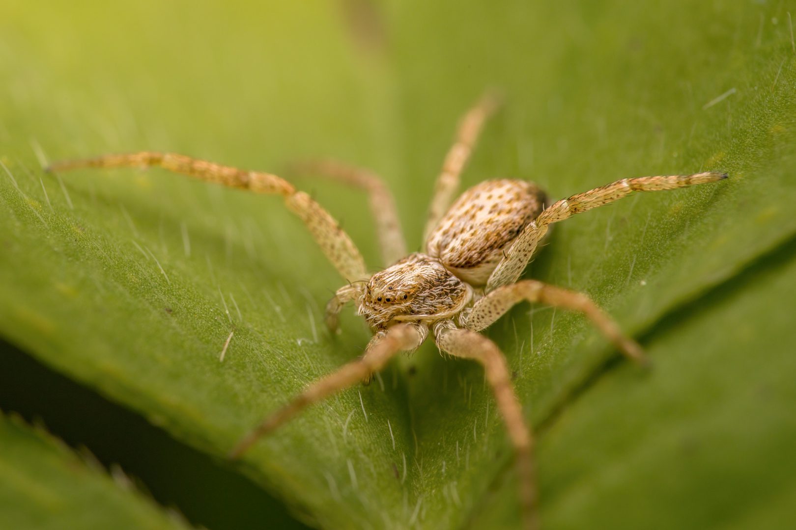 araÑa