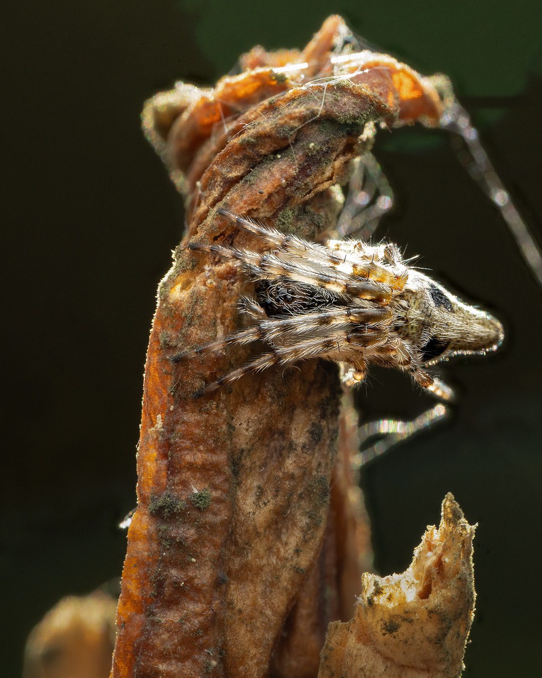 araña gibosa