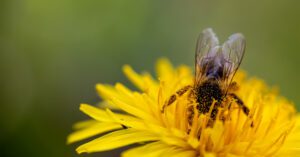 mellifera