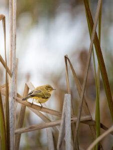 mosquitero