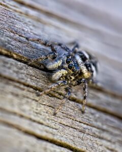 Fotografía macro en primer plano de una araña saltarina en su entorno natural en Riaño, mostrando el detalle de sus ojos y texturas.