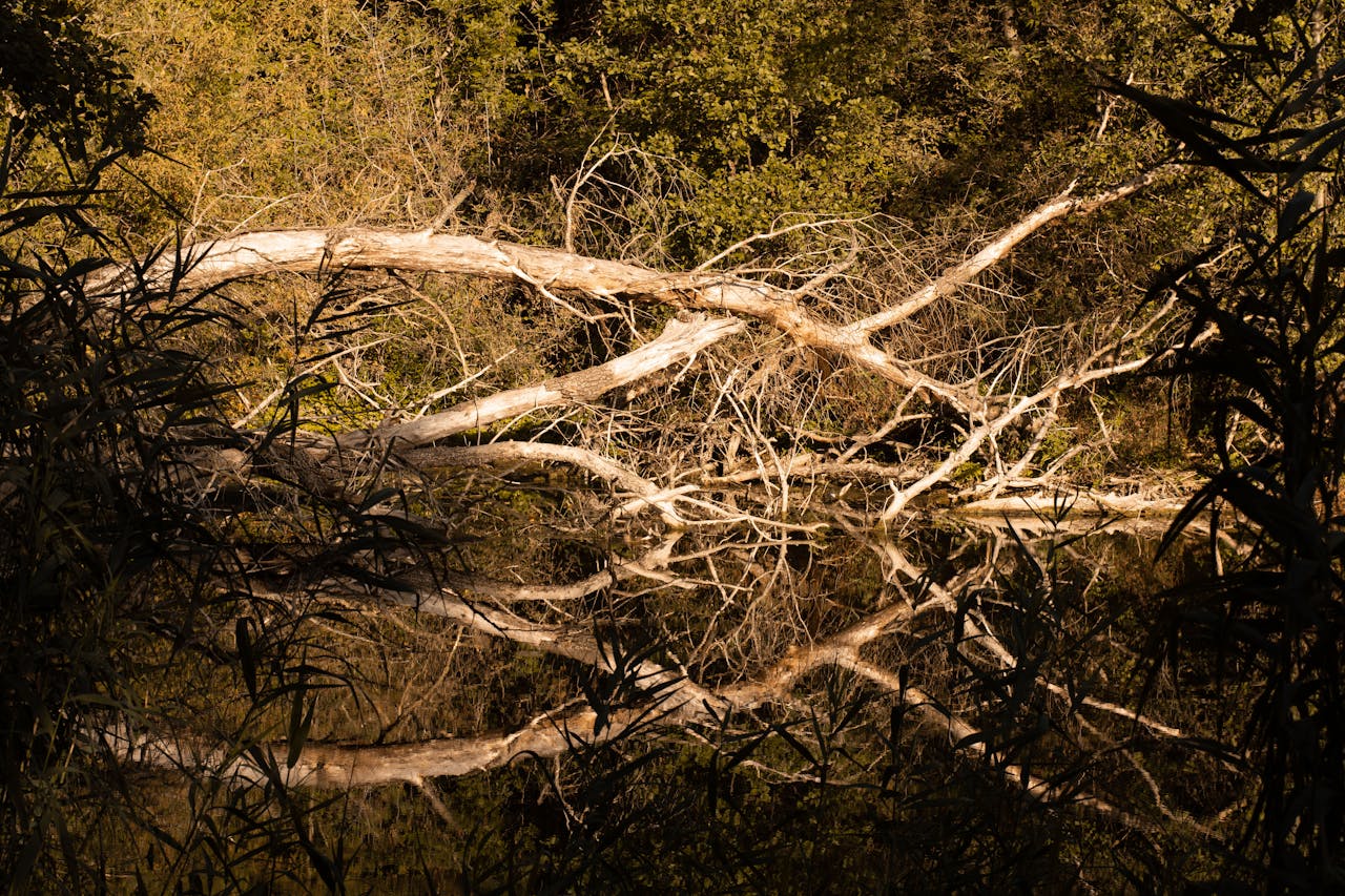 ours-journey A tranquil forest scene with a reflection of a fallen tree in calm water.
