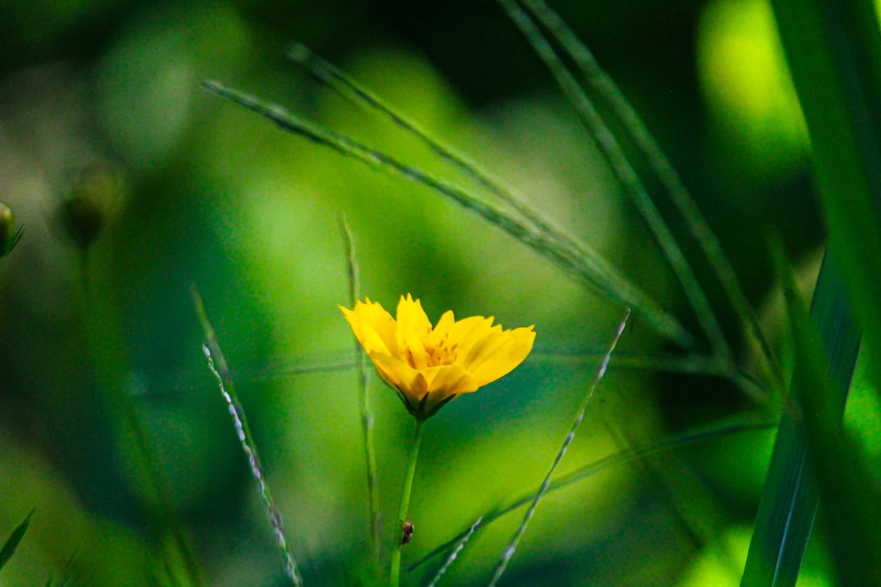 about-img Close-up of a vibrant yellow flower surrounded by lush green foliage in natural sunlight.